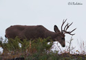 Odocoileus hemionus